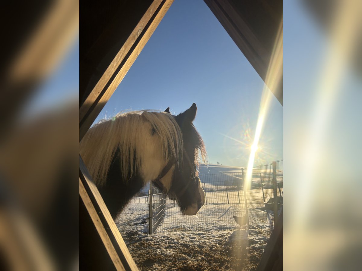 Gypsy Horse Mix Mare 10 years 14,2 hh Pinto in Wegscheid