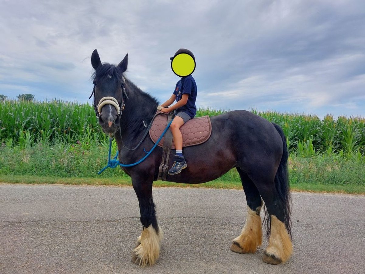 Gypsy Horse Mare 10 years 14,2 hh Black in kirchberg am Wagram