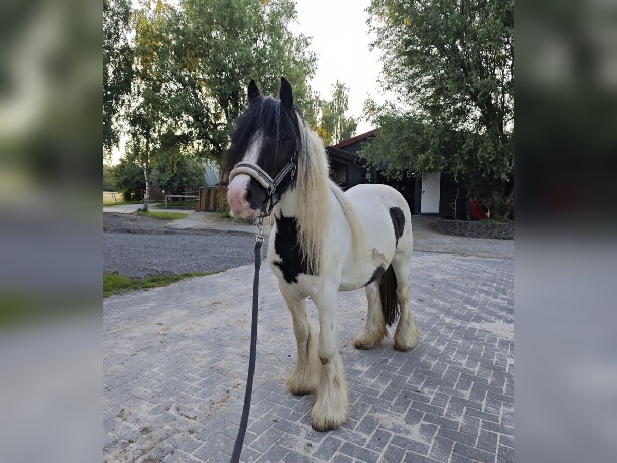 Gypsy Horse Mare 11 years 13,2 hh Pinto in Sinn
