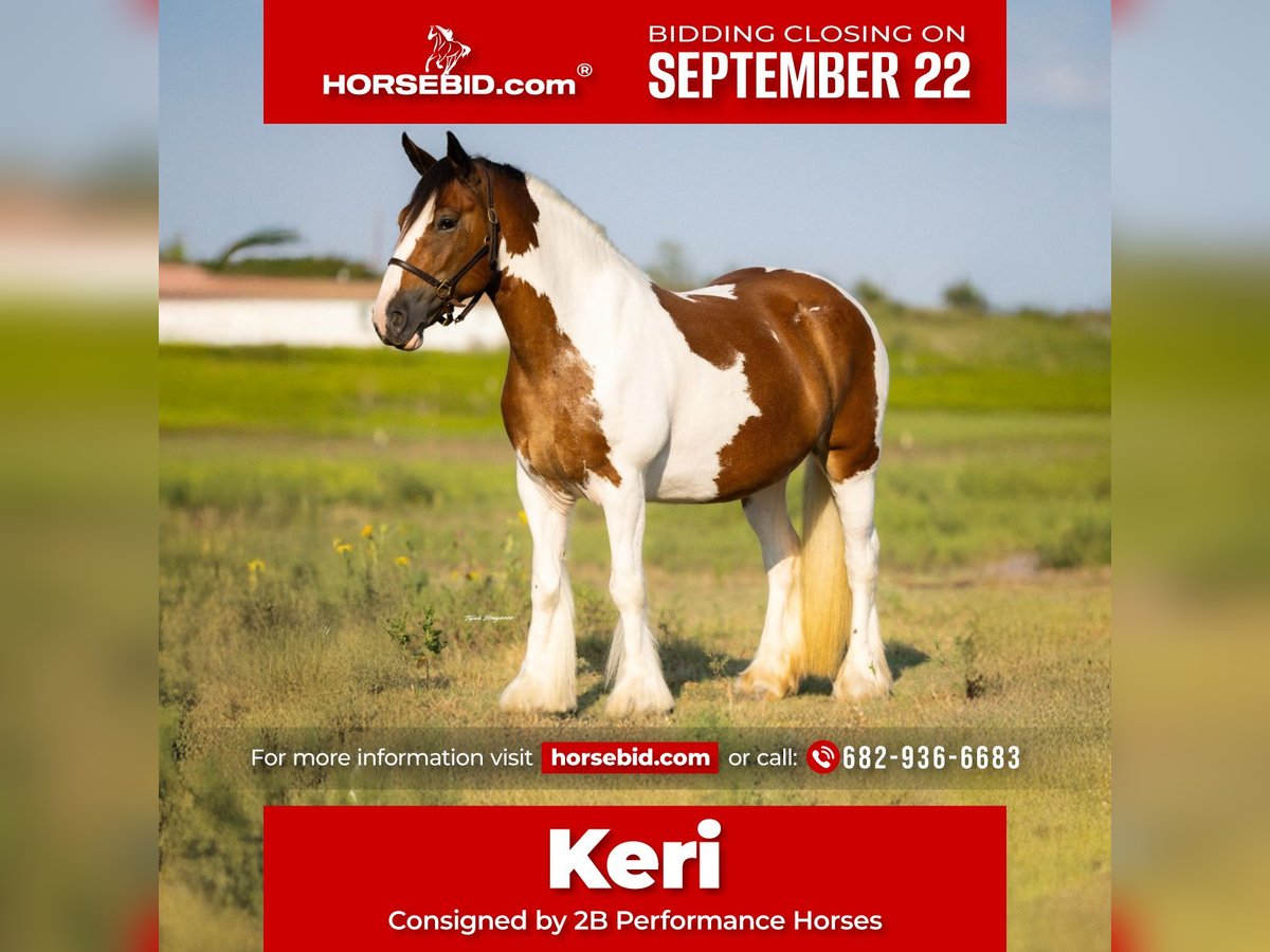 Gypsy Horse Mare 11 years 14,1 hh Pinto in Hillsboro