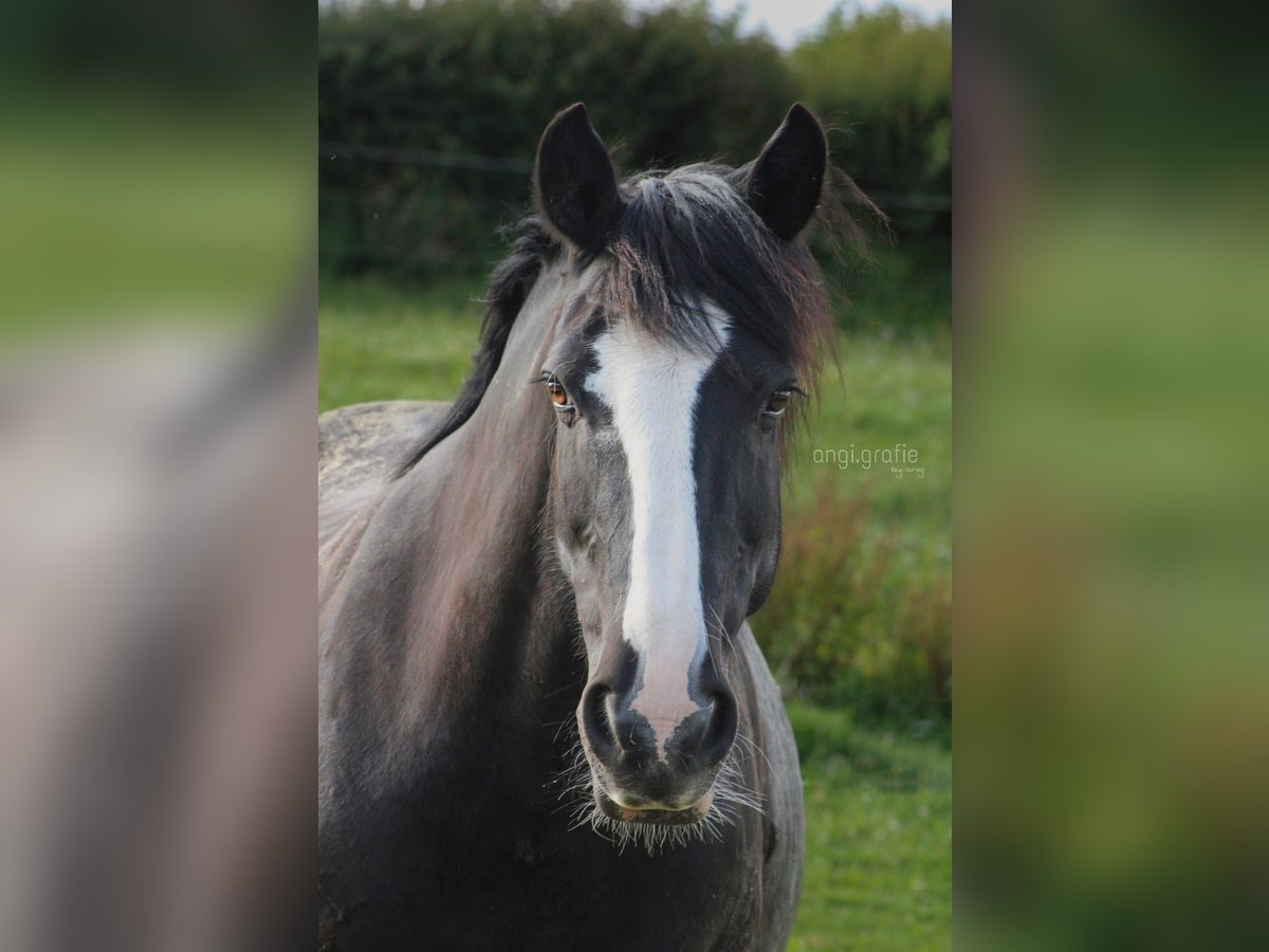 Gypsy Horse Mix Mare 11 years 14,2 hh Smoky-Black in Birgel