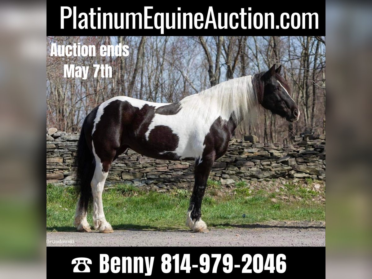 Gypsy Horse Mare 11 years Tobiano-all-colors in Everett PA