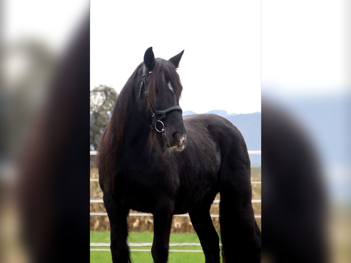 Gypsy Horse Mare 12 years 14,1 hh Black in Kirchbichl