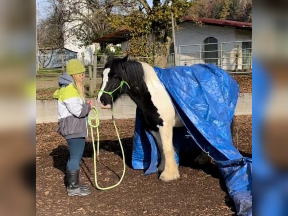 Gypsy Horse Mare 12 years 14,1 hh Pinto in Eglisau