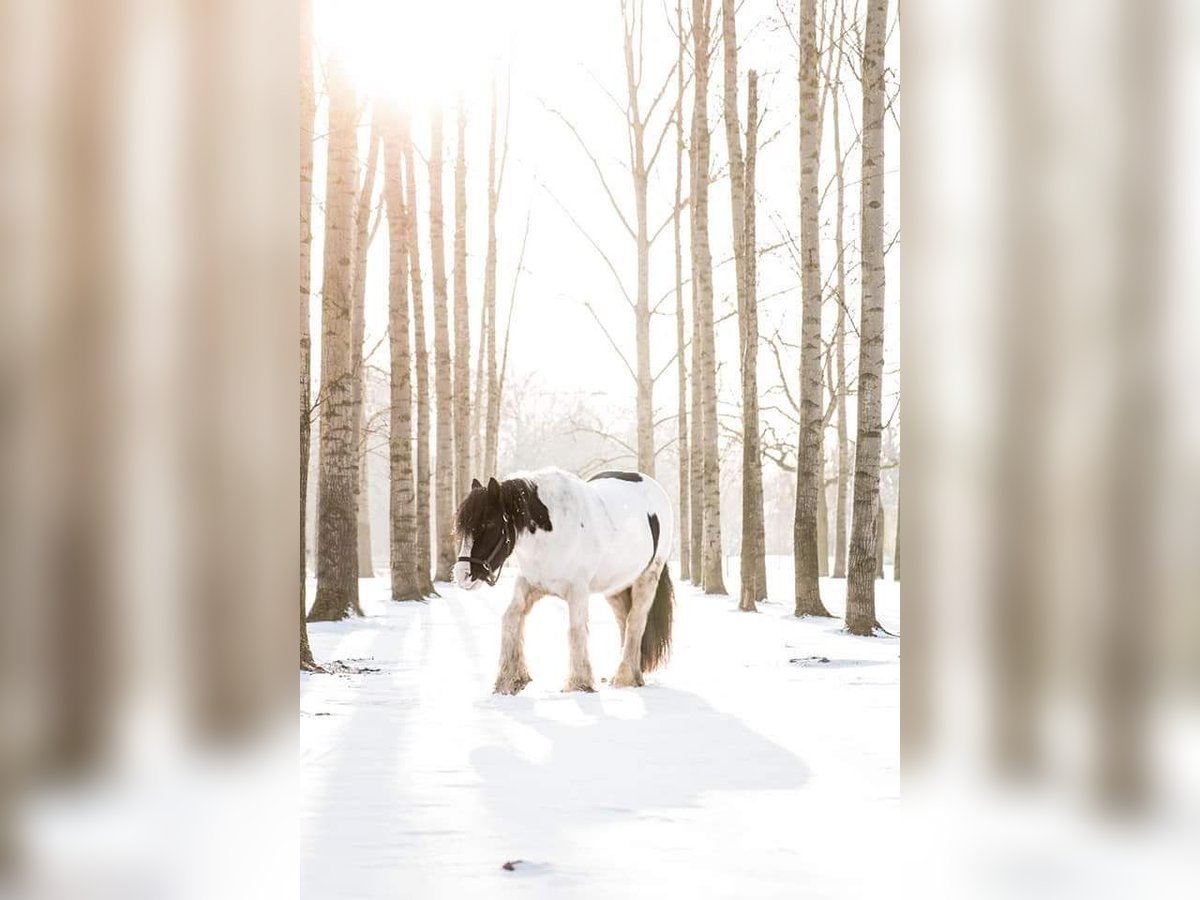 Gypsy Horse Mare 12 years 14,1 hh Pinto in Gemert