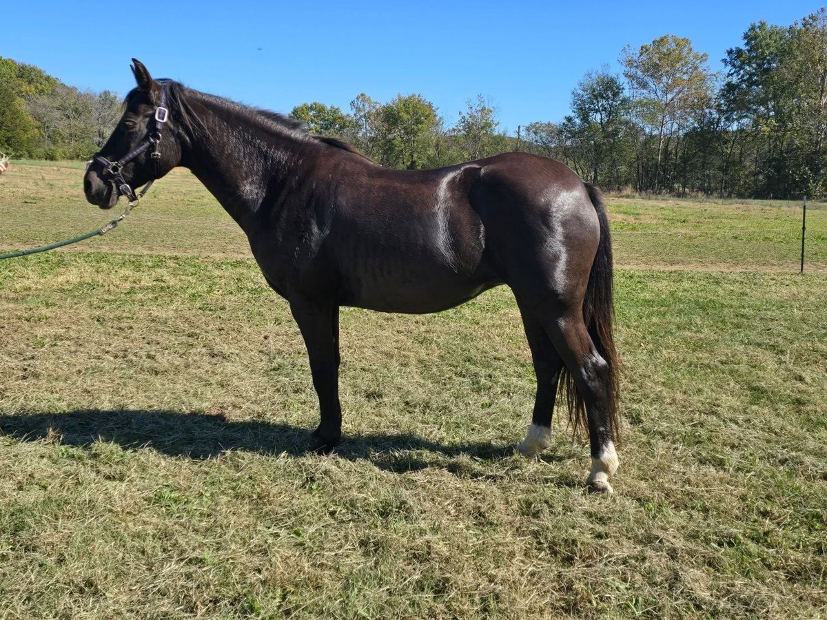 Gypsy Horse Mix Mare 12 years 15 hh Black in Farmington