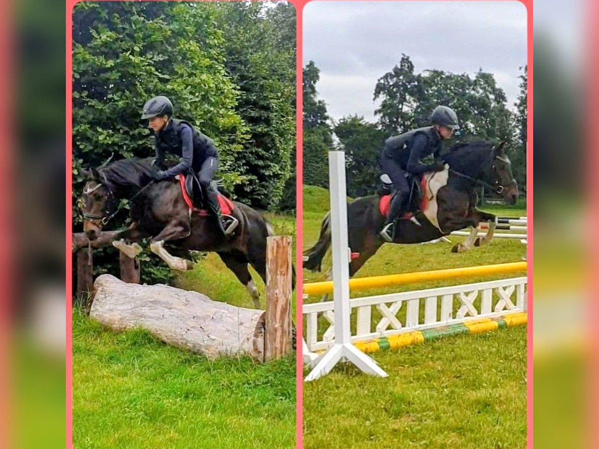 Gypsy Horse Mix Mare 13 years 12,2 hh Pinto in Gro&#xDF;heide Berumerfehn