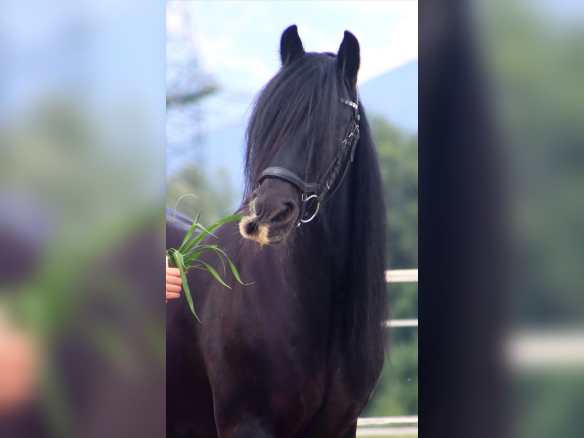Gypsy Horse Mare 13 years 13,3 hh Black in Kirchbichl
