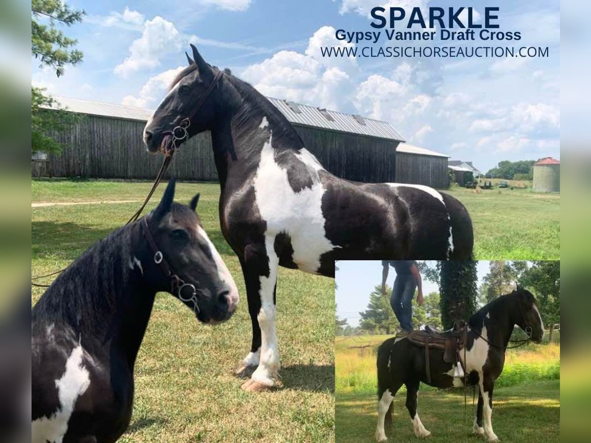 Gypsy Horse Mare 13 years 15 hh Tobiano-all-colors in Lawrenceburg, TN