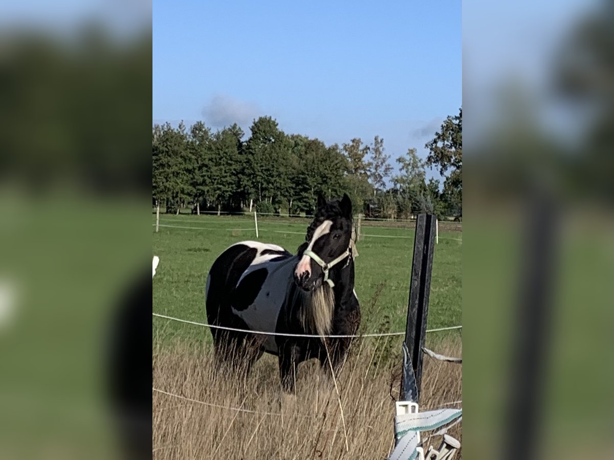 Gypsy Horse Mare 14 years 14 hh Pinto in LanglingenLanglingen