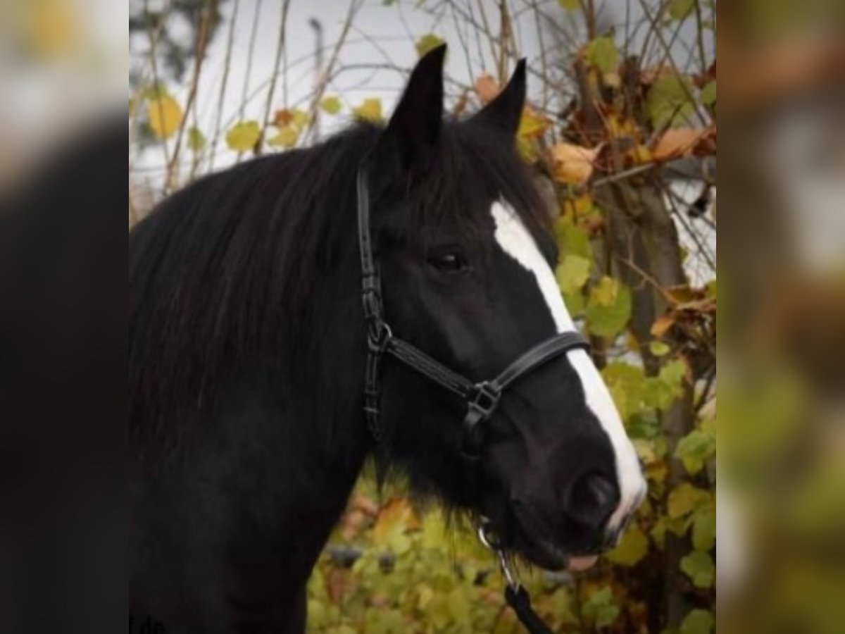 Gypsy Horse Mare 14 years 14,2 hh Black in Rotenburg an der Fulda Gypsy Horse Mare 14 years 14,2 hh Black in Rotenburg an der Fulda