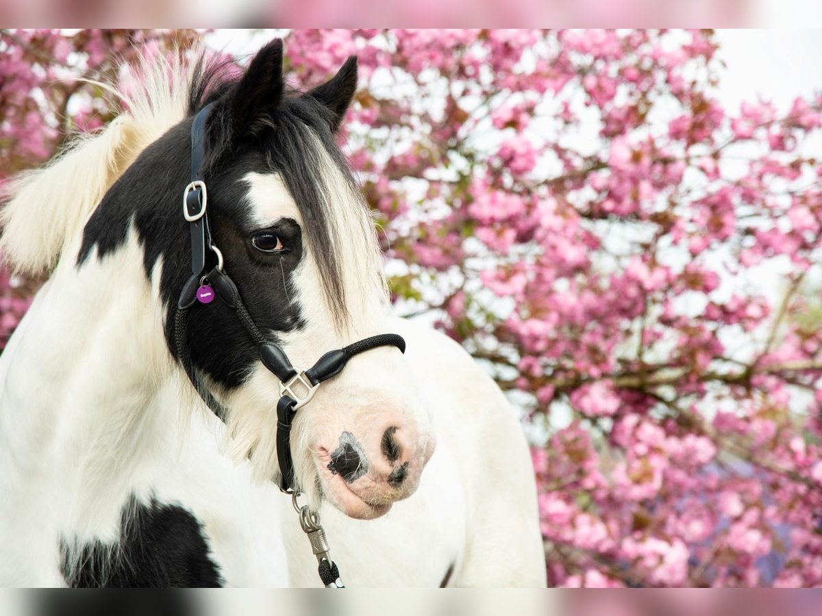 Gypsy Horse Mare 14 years 14,2 hh Pinto in Friesenhagen