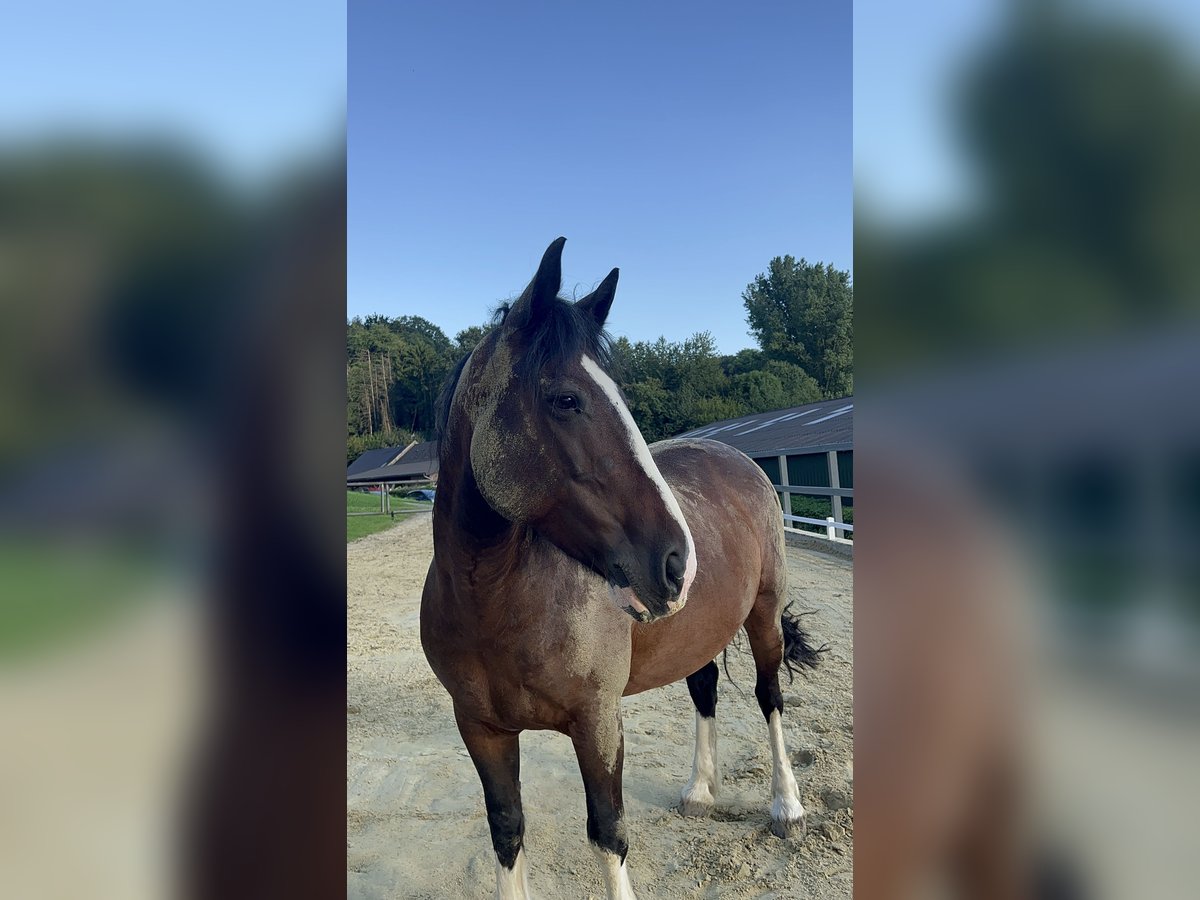 Gypsy Horse Mix Mare 14 years 15,1 hh Brown in Erkrath