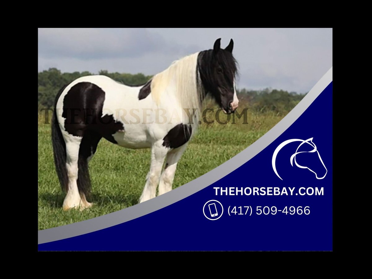 Gypsy Horse Mare 14 years 15 hh Tobiano-all-colors in Fort Collins, Co