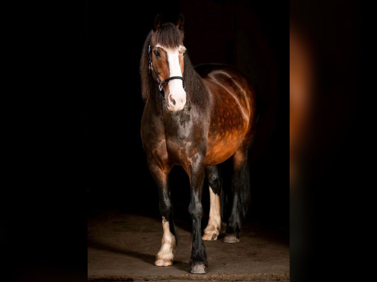 Gypsy Horse Mix Mare 15 years 13,1 hh Brown in Horstmar