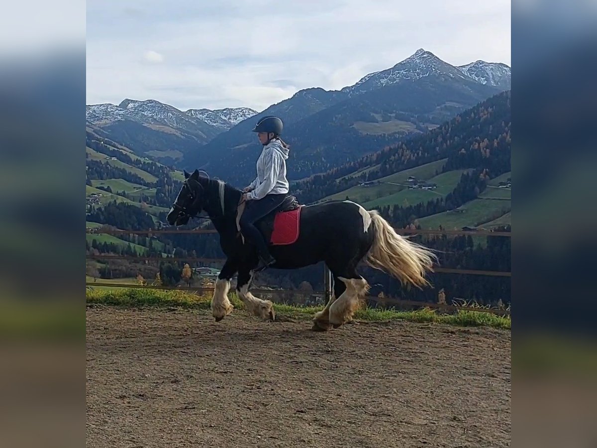 Gypsy Horse Mare 16 years 13,2 hh Leopard-Piebald in Alpbach