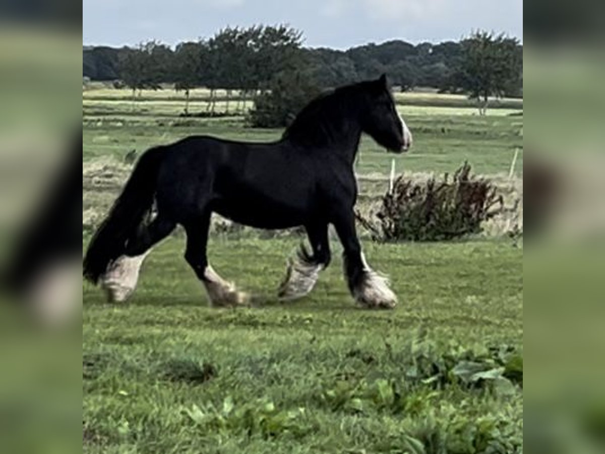 Gypsy Horse Mare 16 years 13,3 hh Black in NorderwöhrdenHeide