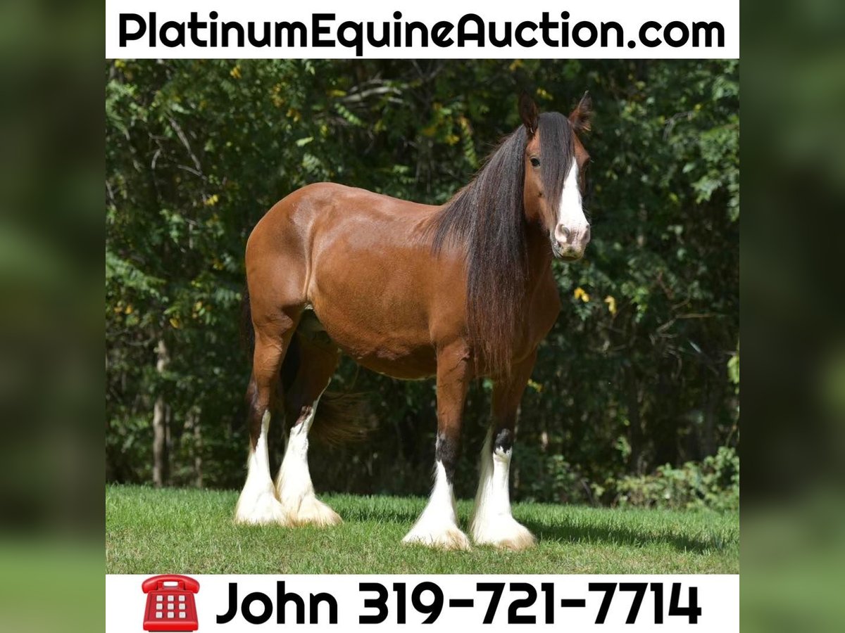 Gypsy Horse Mare 16 years 15,1 hh Bay in Lisbon, IA