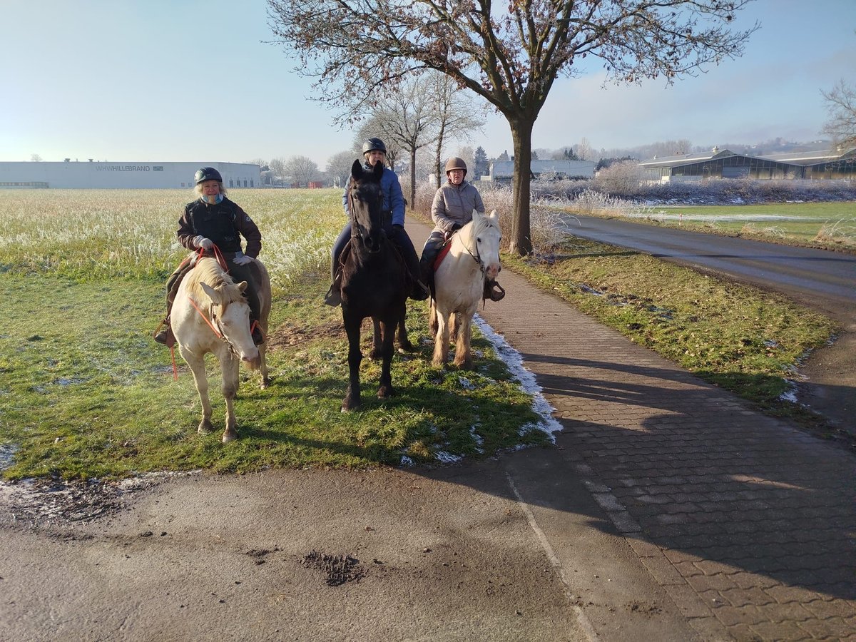 Gypsy Horse Mare 16 years in Fröndenberg