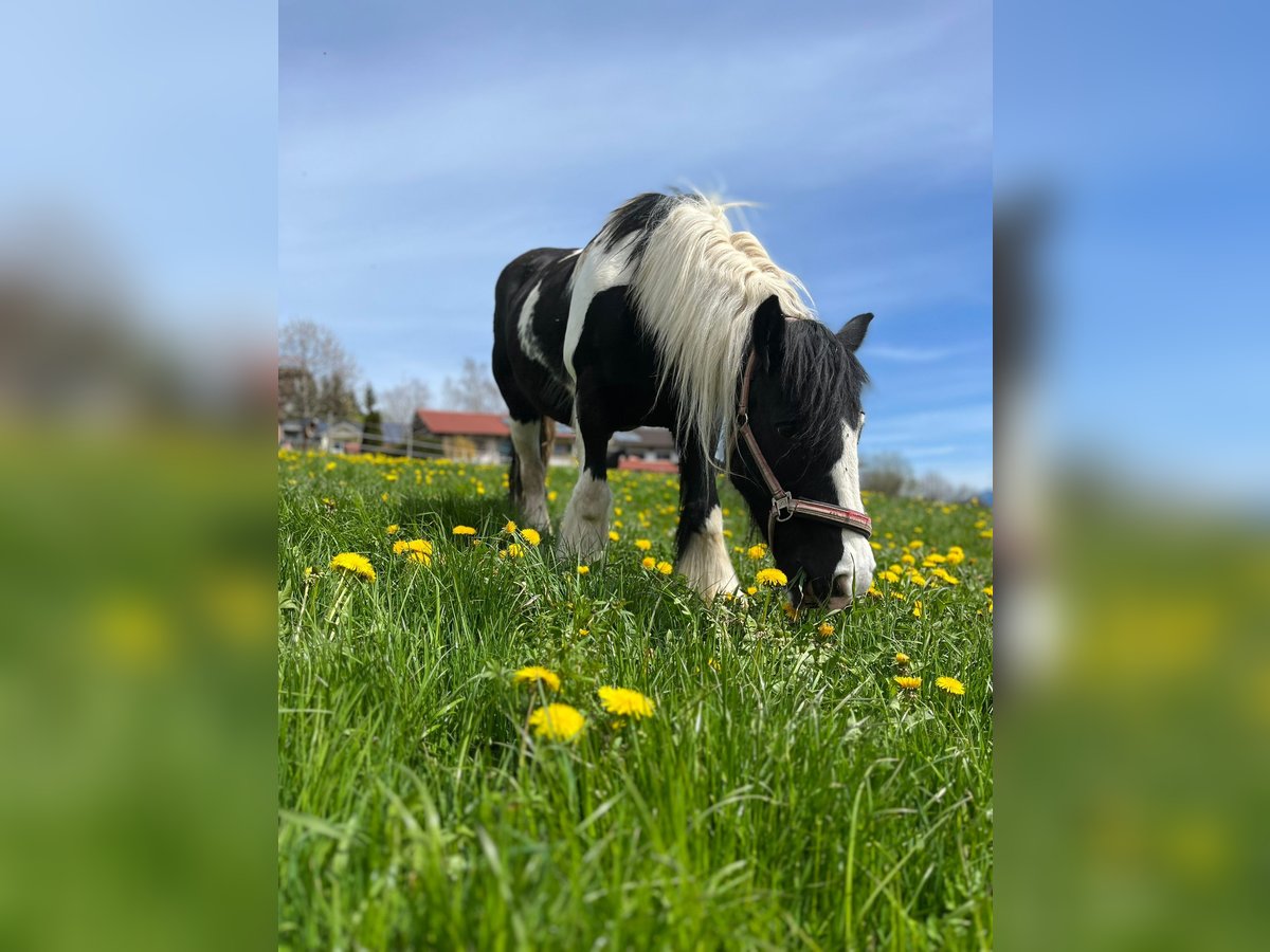 Gypsy Horse Mare 17 years 13,2 hh Pinto in Halblech