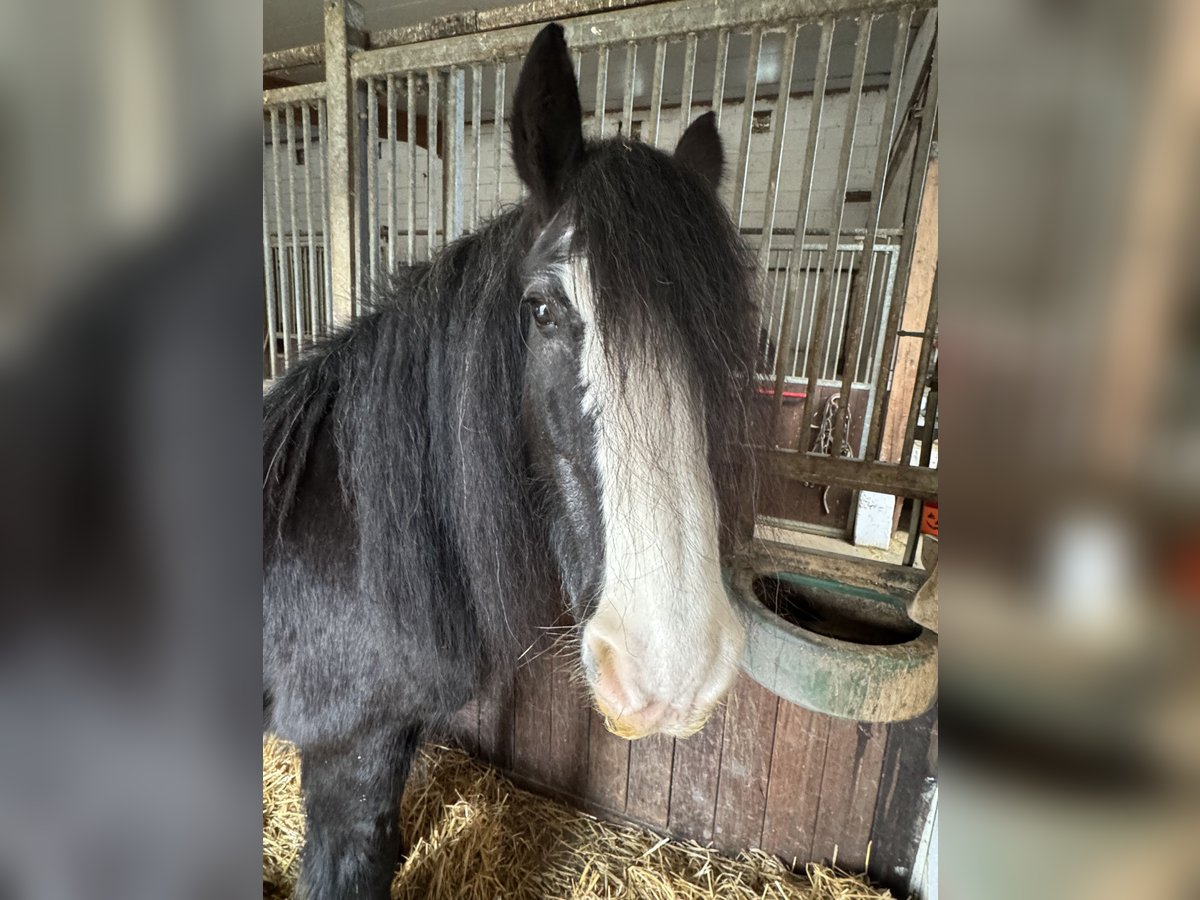 Gypsy Horse Mare 17 years 14,1 hh Black in Worms