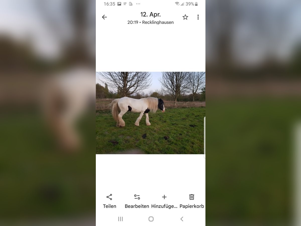 Gypsy Horse Mare 17 years 14,2 hh Pinto in Recklinghausen Gypsy Horse Mare 17 years 14,2 hh Pinto in Recklinghausen