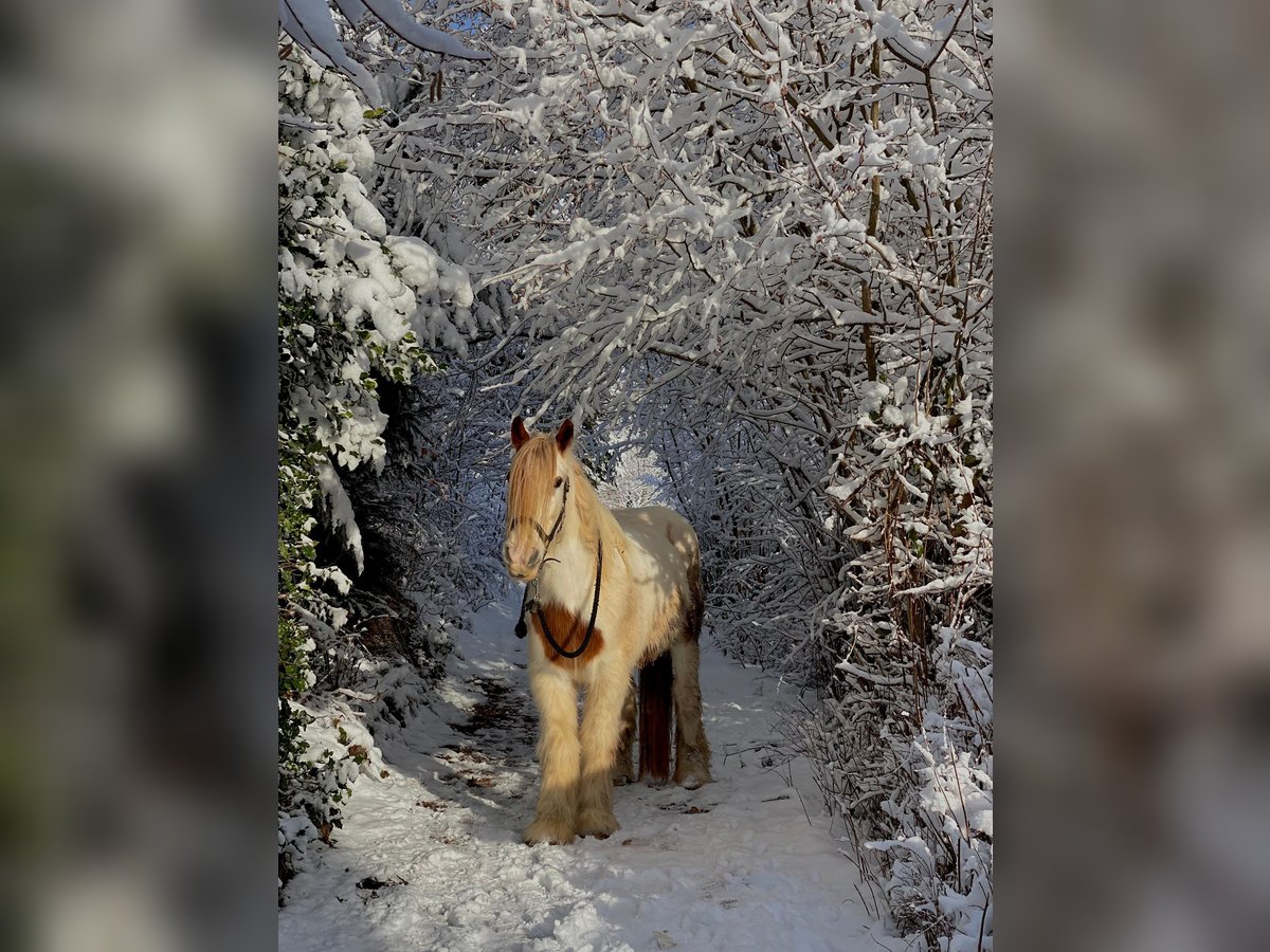 Gypsy Horse Mare 17 years 14,2 hh Pinto in Sankt Peter Gypsy Horse Mare 17 years 14,2 hh Pinto in Sankt Peter