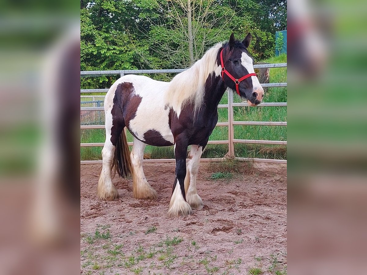 Gypsy Horse Mare 17 years 15,2 hh Pinto in Wlen