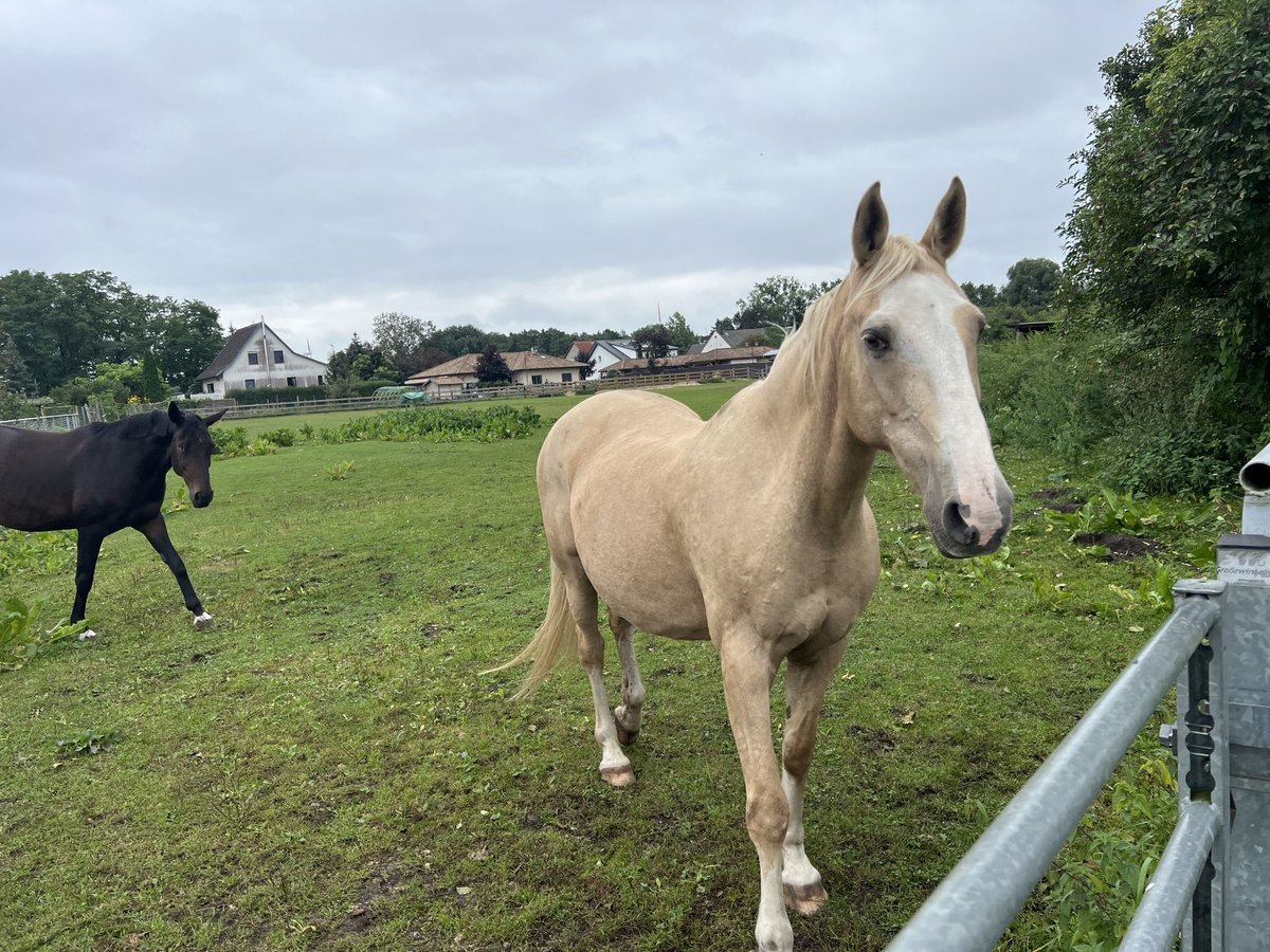 Gypsy Horse Mare 18 years 14,2 hh Palomino in Rehfelde