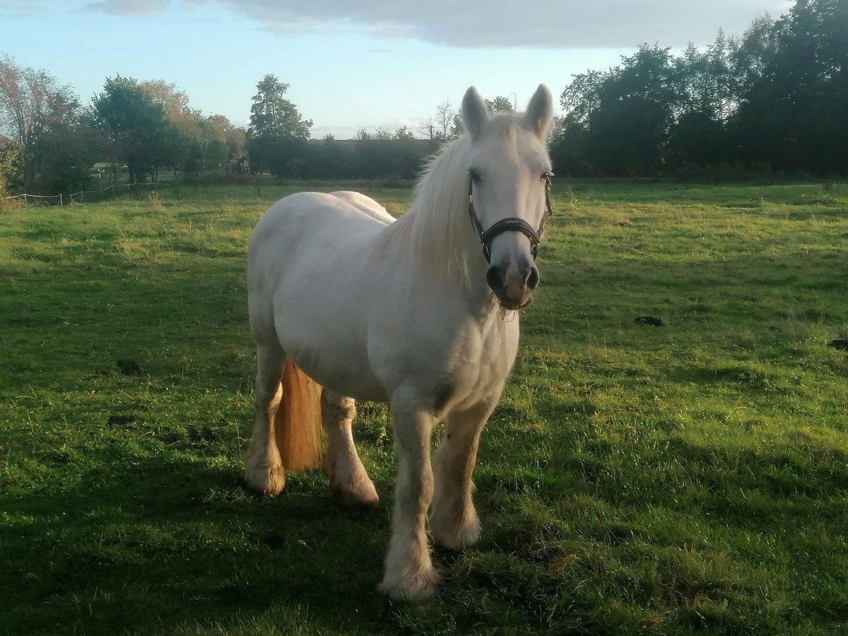 Gypsy Horse Mare 19 years 14,2 hh Gray in Blomberg