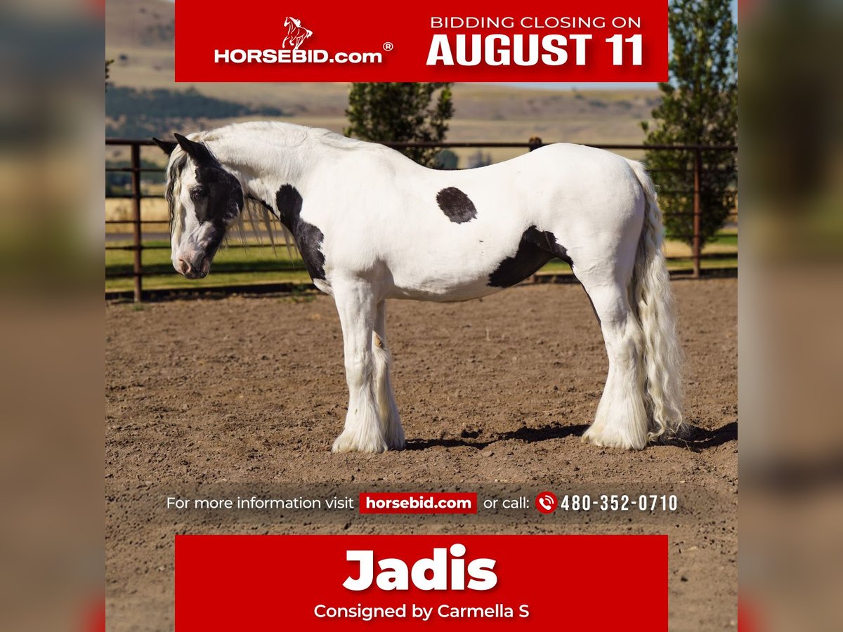 Gypsy Horse Mare 19 years 15,2 hh in Smithfield, UT