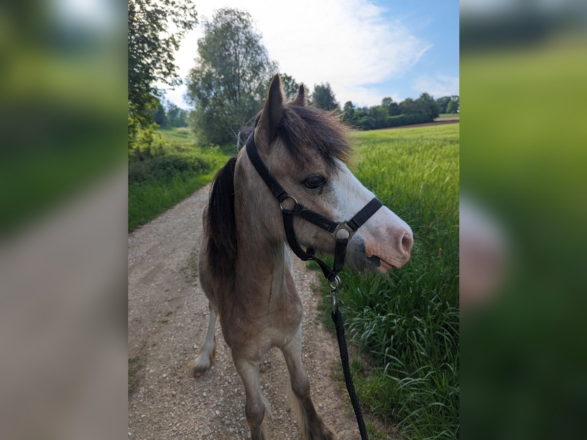 Gypsy Horse Mix Mare 1 year 12,2 hh Palomino in Oettingen in Bayern