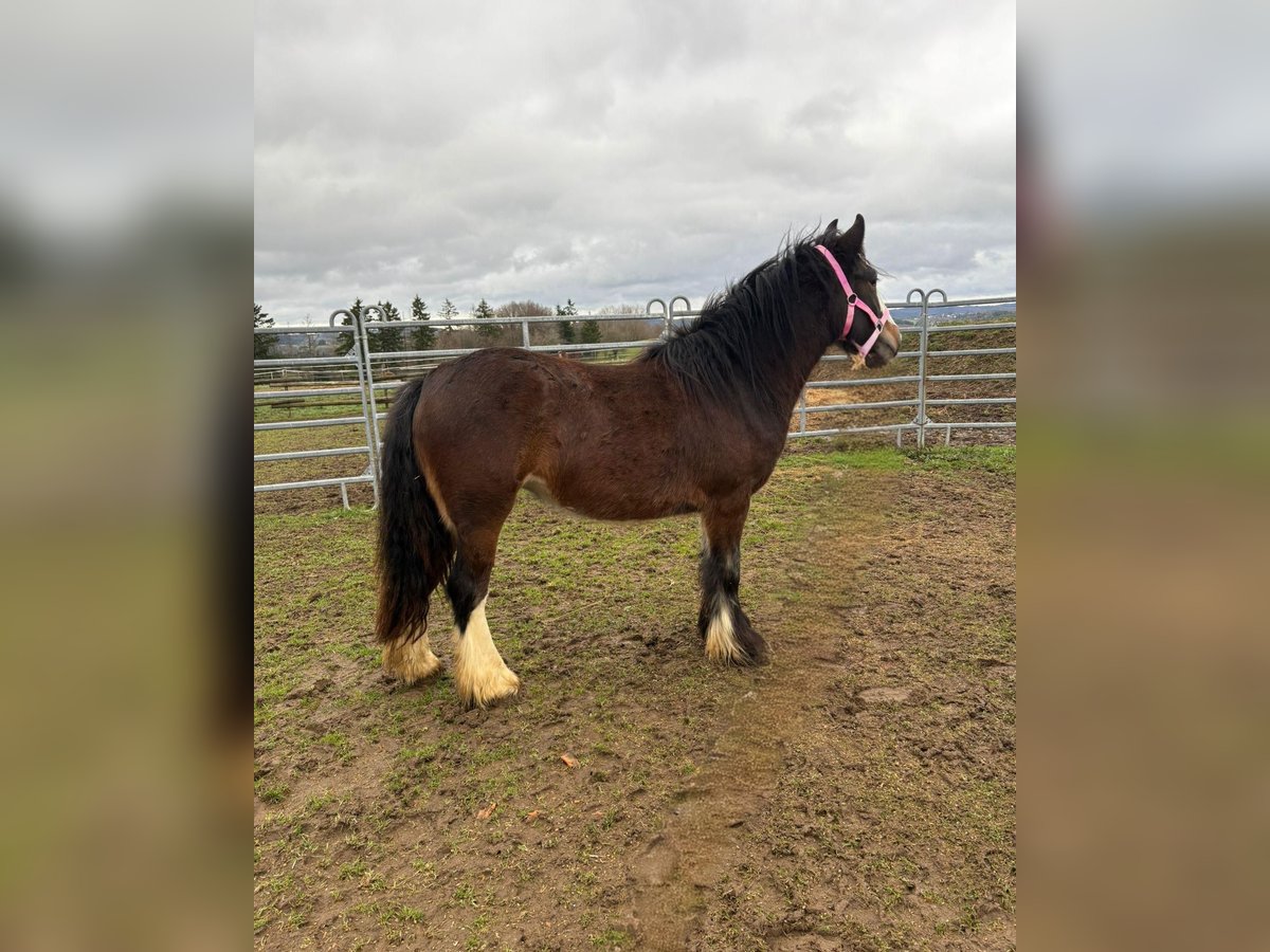 Gypsy Horse Mare 1 year 13,3 hh Brown in Bad Neuenahr-Ahrweiler