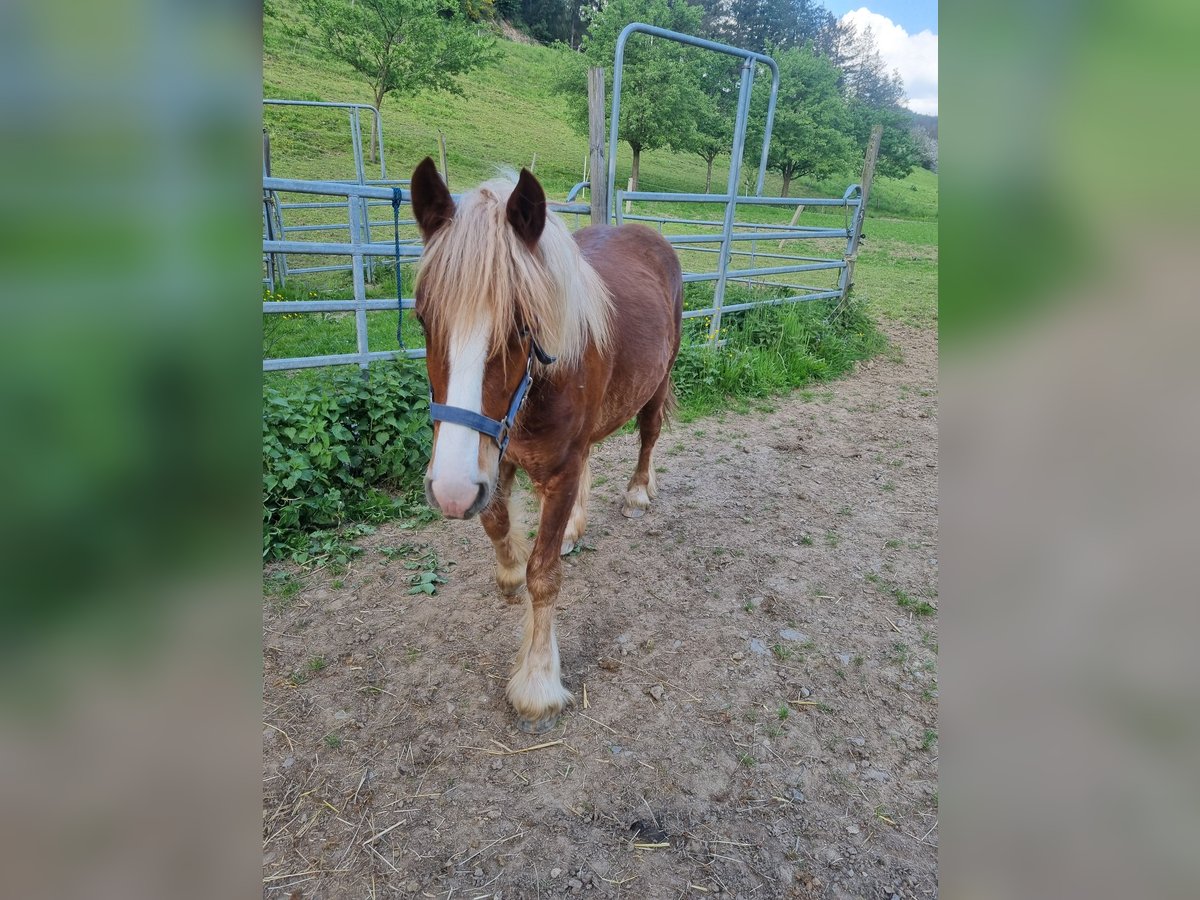 Gypsy Horse Mix Mare 1 year 14,1 hh Chestnut-Red in Mühlenbach