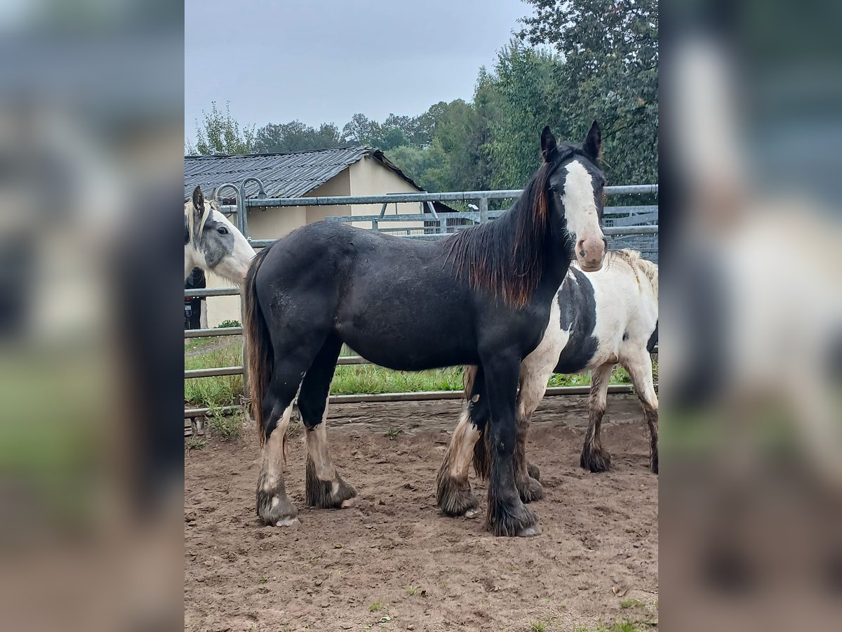 Gypsy Horse Mare 1 year 14,3 hh Brown in Klecza Wlen