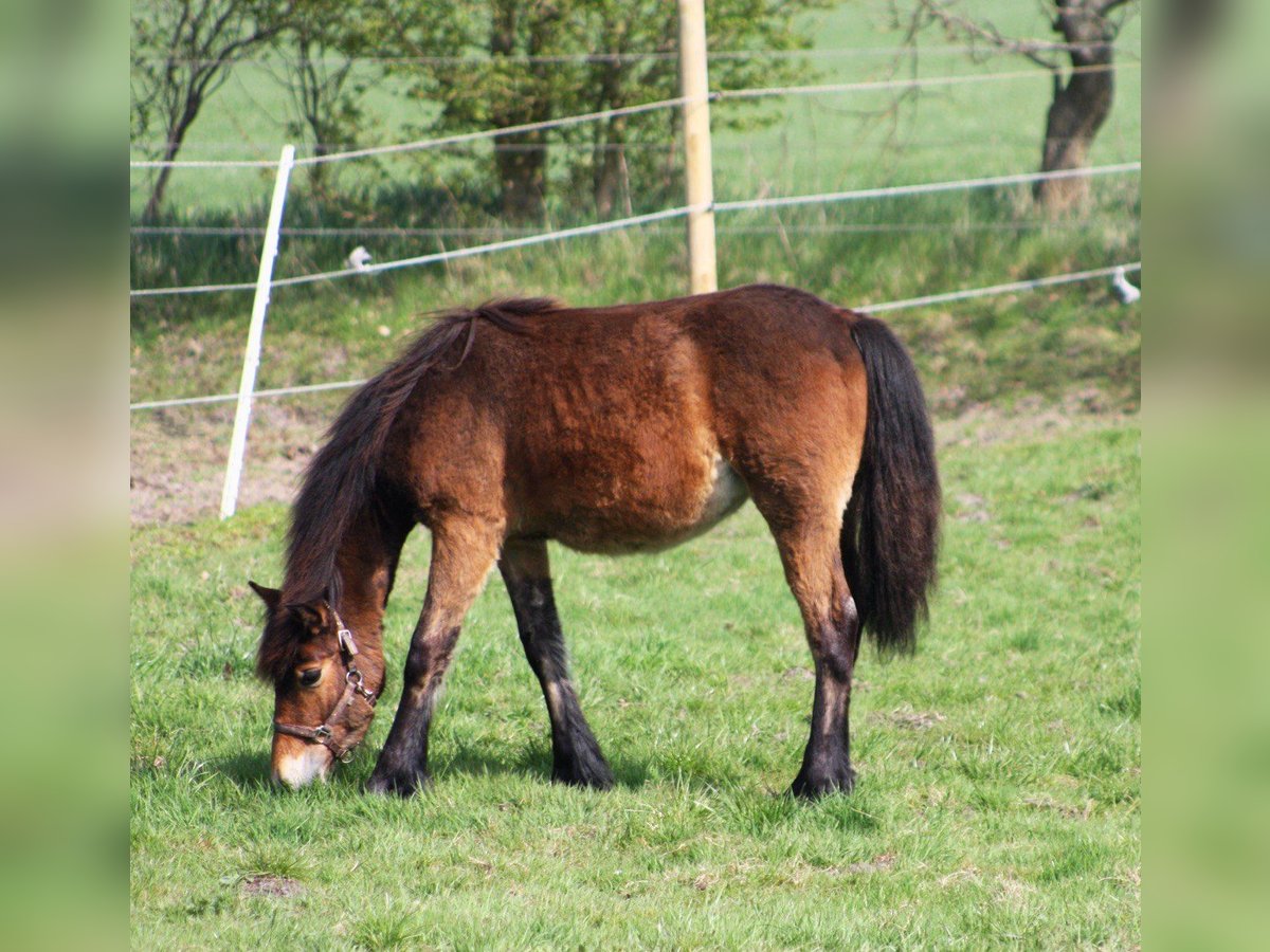 Gypsy Horse Mix Mare 1 year 14,1 hh Brown in Bredstedt