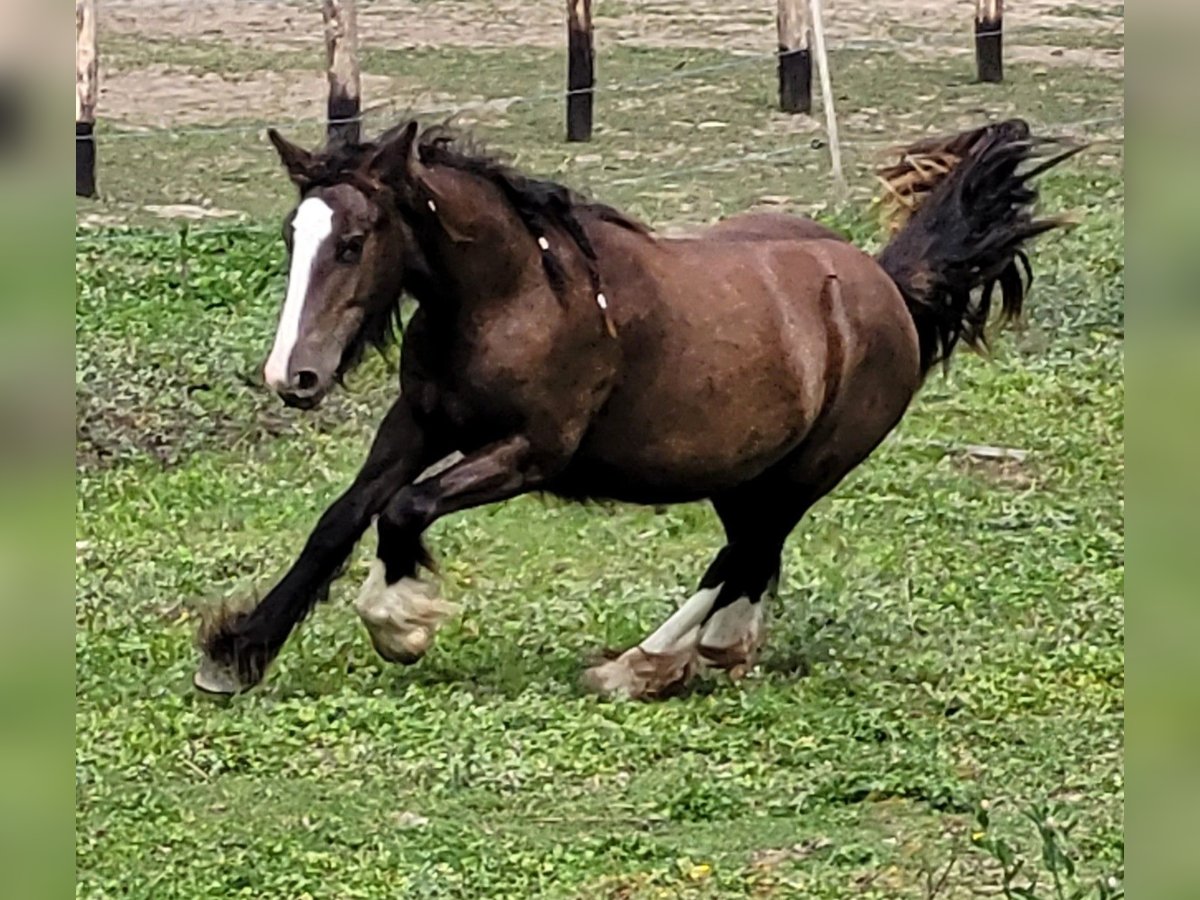 Gypsy Horse Mare 1 year 14,2 hh in Hossz&#xFA;het&#xE9;ny