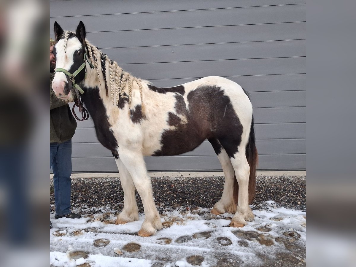 Gypsy Horse Mare 1 year 15,1 hh in Oberstaufen