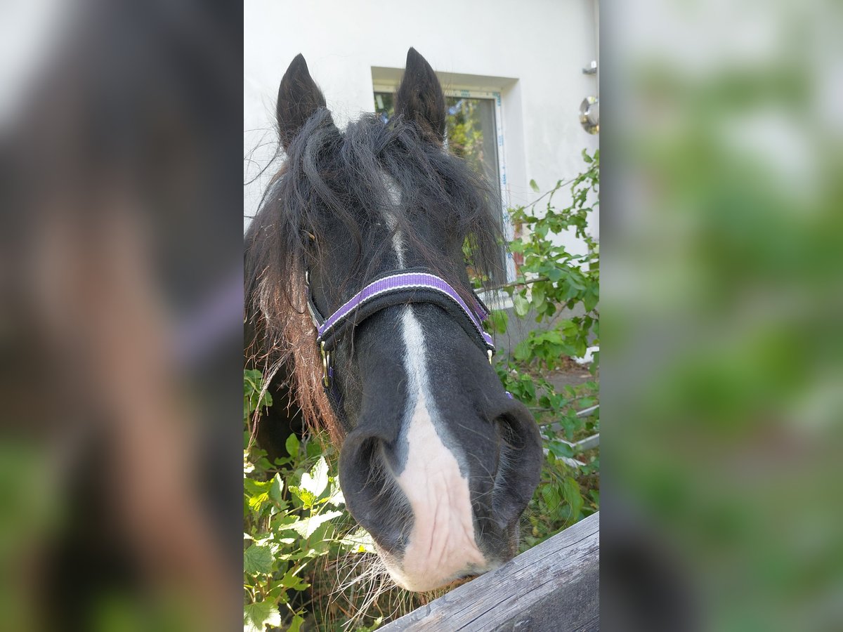 Gypsy Horse Mare 23 years 14 hh Black in Brilon Gypsy Horse Mare 23 years 14 hh Black in Brilon