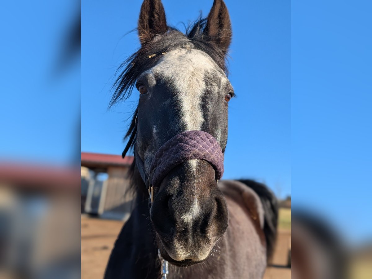 Gypsy Horse Mix Mare 24 years 16 hh Bay-Dark in N&#xFC;rtingen