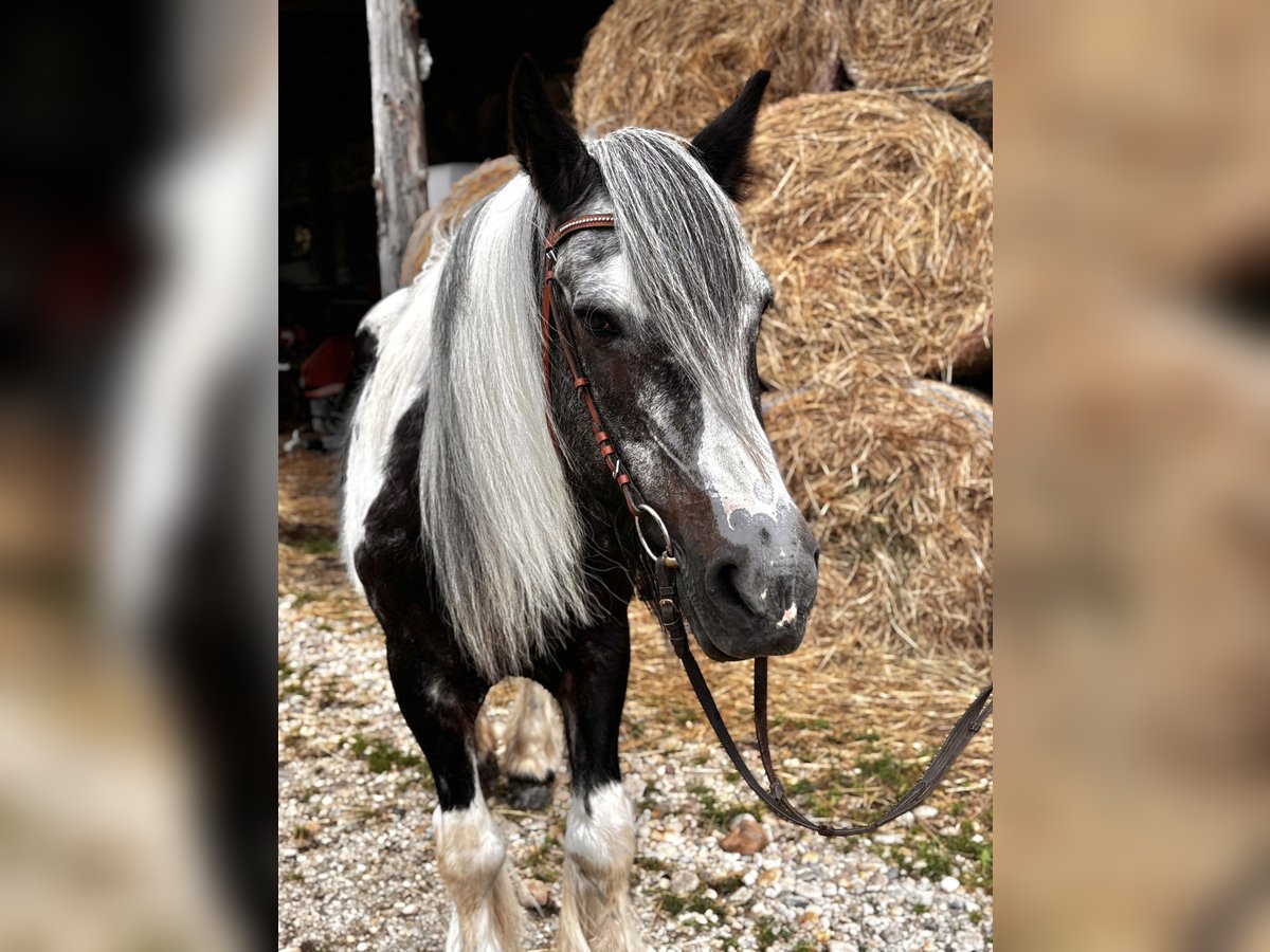 Gypsy Horse Mare 25 years 15,1 hh Pinto in Pramet