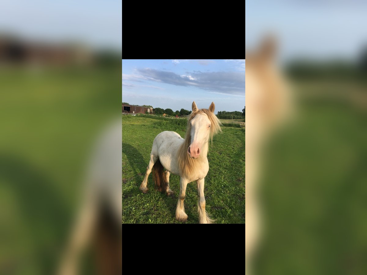 Gypsy Horse Mare 2 years 12,2 hh Cremello in Sandesneben