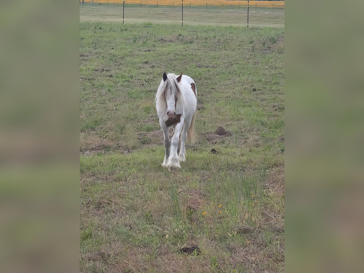 Gypsy Horse Mare 2 years 13 hh Tobiano-all-colors in O Brien