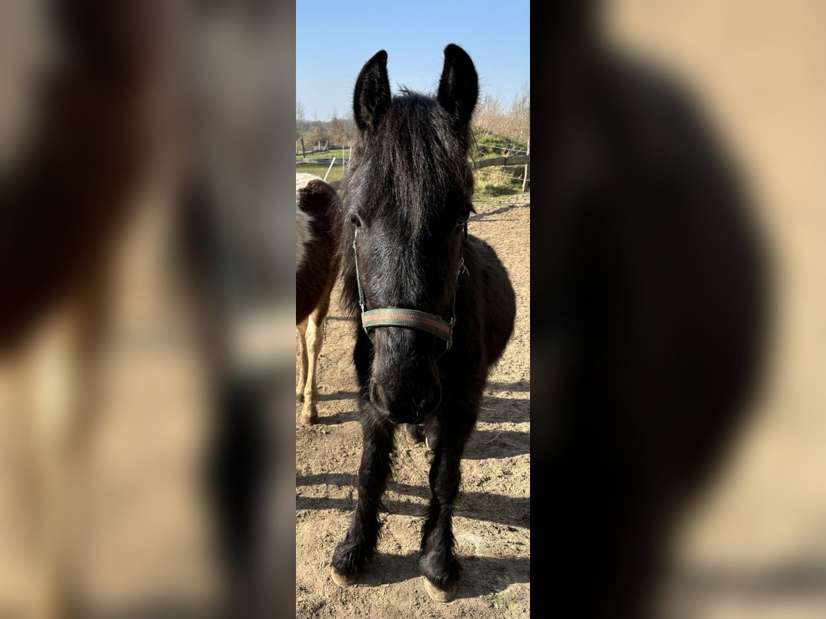 Gypsy Horse Mix Mare 2 years Black in S&#xFC;derbrarup