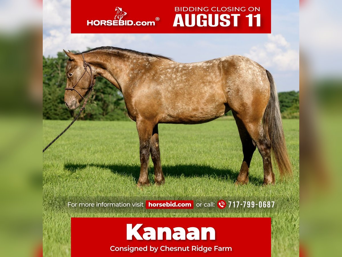 Gypsy Horse Mix Mare 3 years 13,3 hh in New Holland, PA