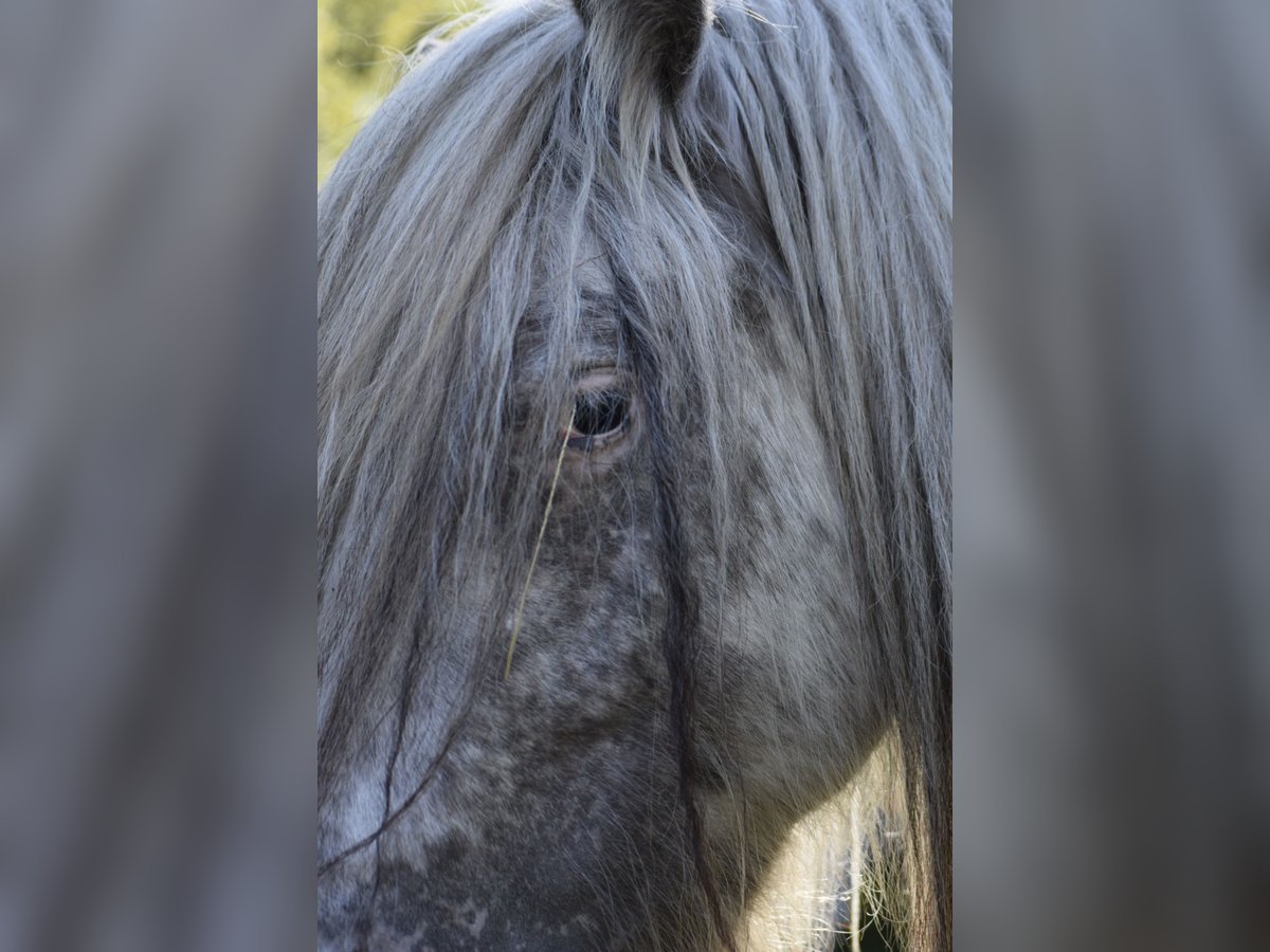 Gypsy Horse Mare 3 years 14,1 hh Leopard-Piebald in Heiligengrabe