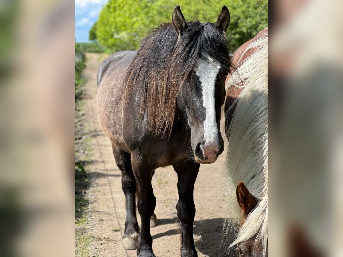 Gypsy Horse Mix Mare 3 years 15,1 hh Smoky-Black in Kiel