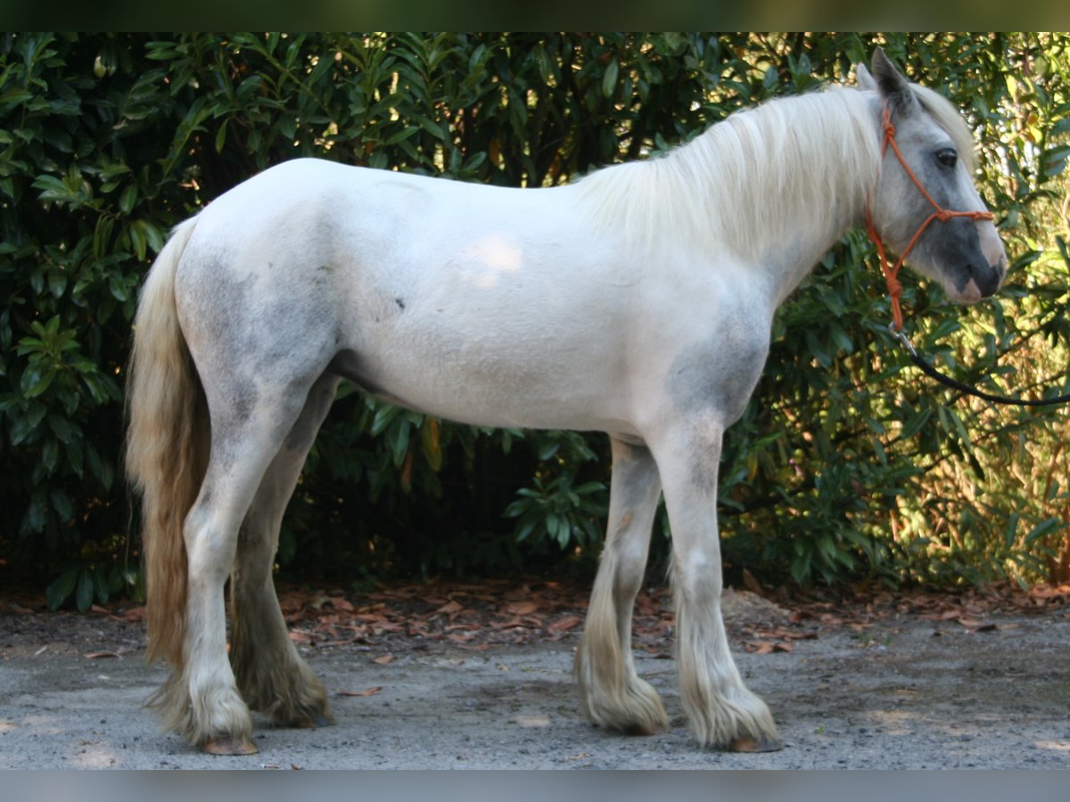 Gypsy Horse Mare 4 years 12,2 hh Pinto in Lathen