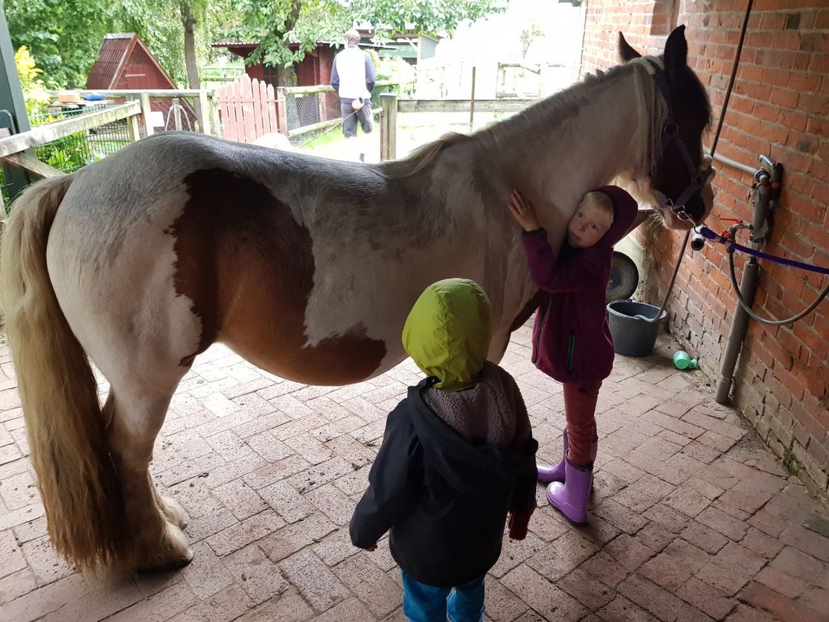 Gypsy Horse Mix Mare 4 years 12,2 hh Pinto in Neustadt am Rübenberge