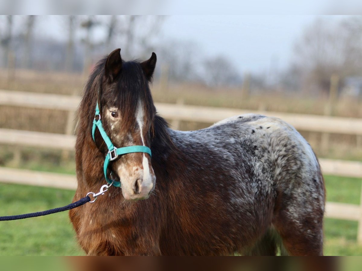 Gypsy Horse Mare 4 years 12,2 hh Tobiano-all-colors in Bogaarden